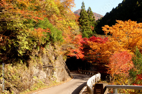 紅葉のトンネル photo