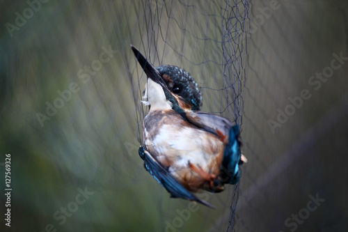 Schilderij op canvas Kingfisher trapped in the trammel net