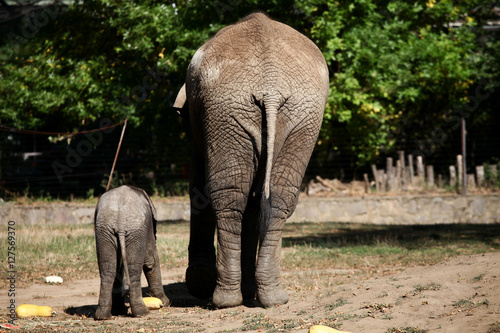 Canvas Print Mother and son elephants from the back eating pumpkins.