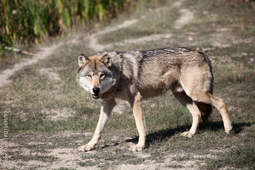 Wild wolf standing in the forest