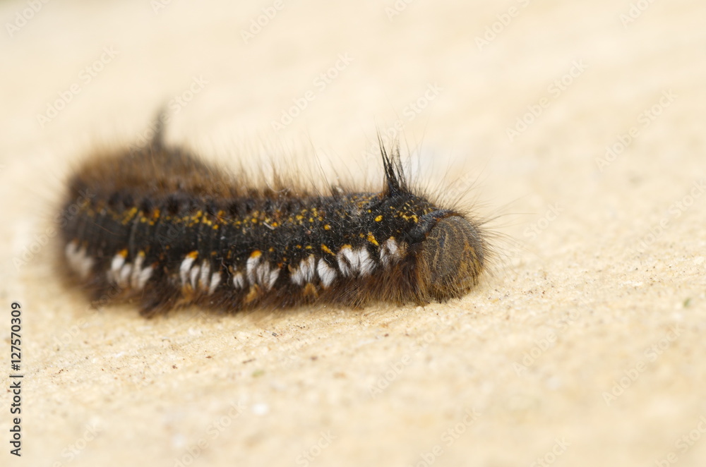 Caterpillar grass lasiocampidae (lat. Euthrix potatoria)