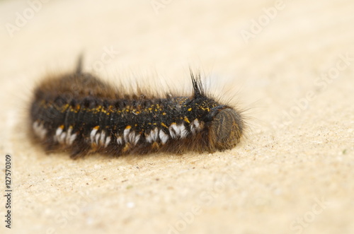Caterpillar grass lasiocampidae (lat. Euthrix potatoria) photo