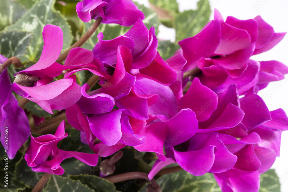 Flowers of blooming pink cyclamen on white background Flowers of blooming pink cyclamen on white background