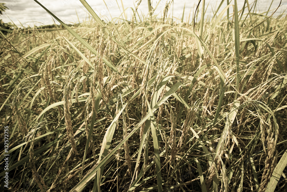 Fototapeta premium rice in the field with old tone