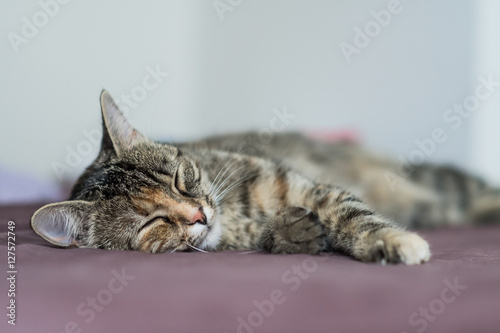 Fototapeta Naklejka Na Ścianę i Meble -  Cat sleeping on the bed