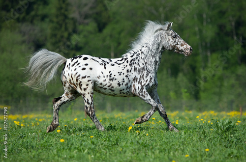 Obraz na plátně Appaloosa horse runs gallop on the meadow in summer time