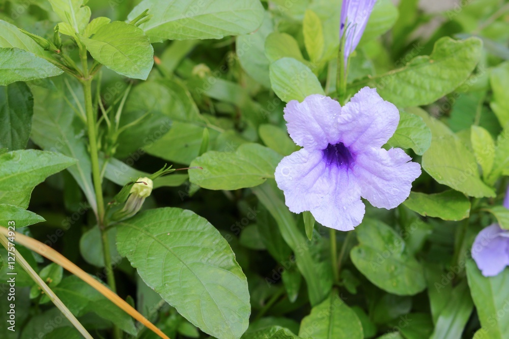 Popping pod flower Purple bloom in the morning Popping pod flower Purple bloom in the morning