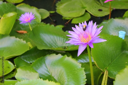 Lotus lilly purple on water  beautiful