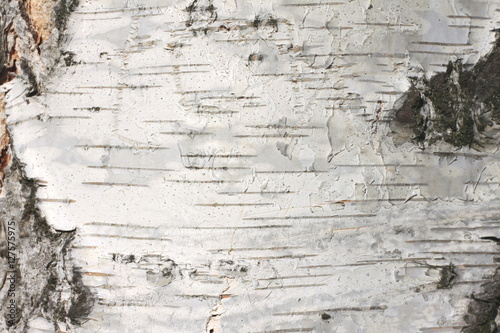 Canvas-taulu birch bark texture natural background paper close-up / birch tree wood texture /