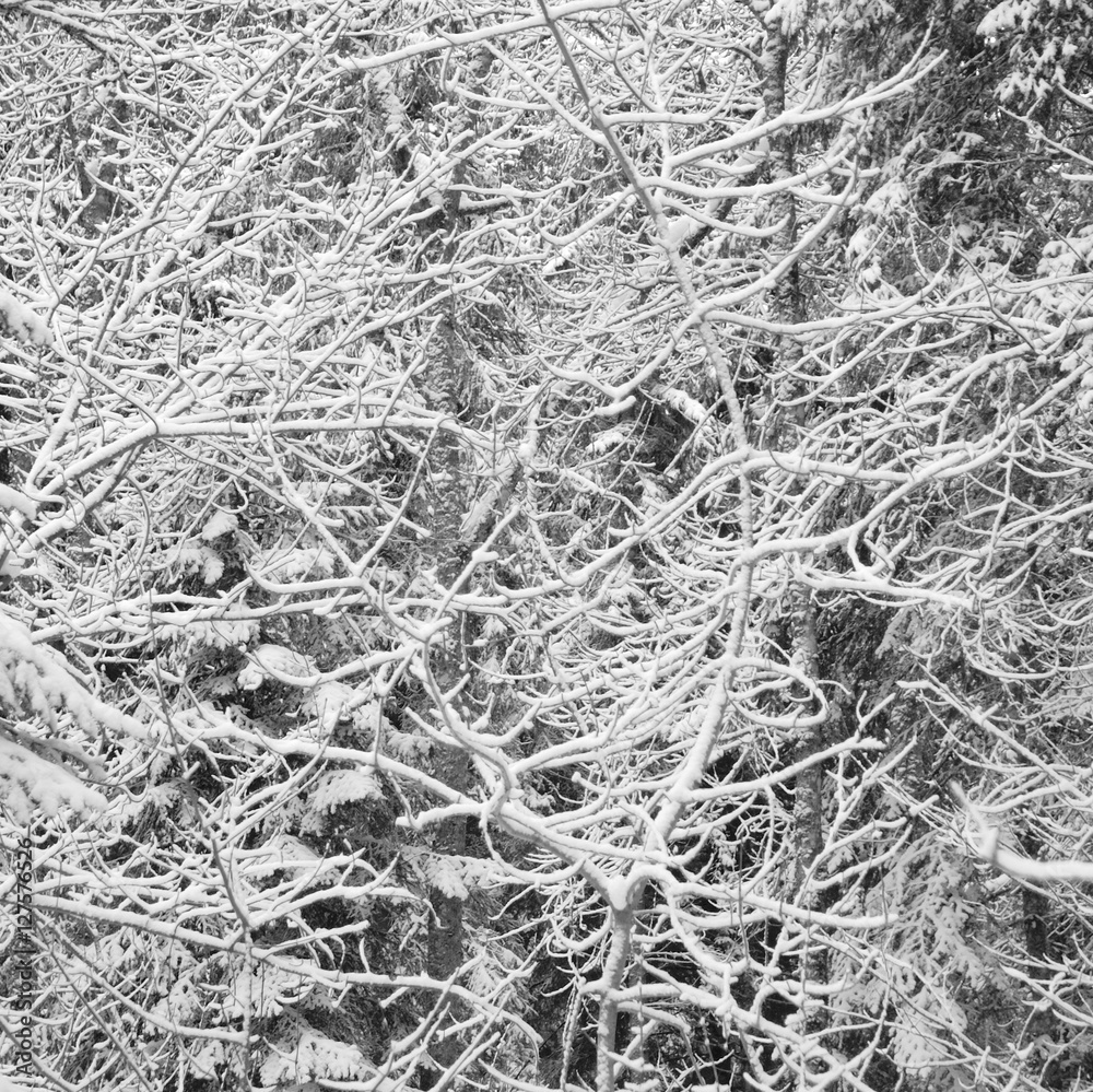 Neige (fond)
