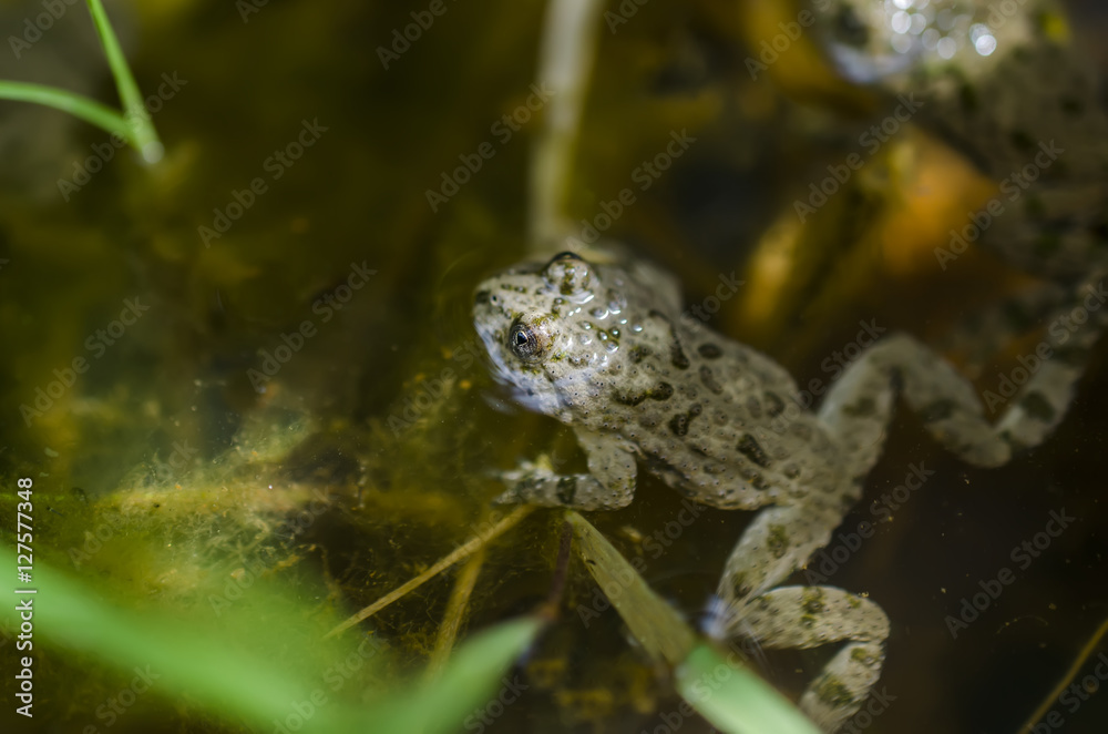 Fototapeta premium Frog in the water, pond, lake, river