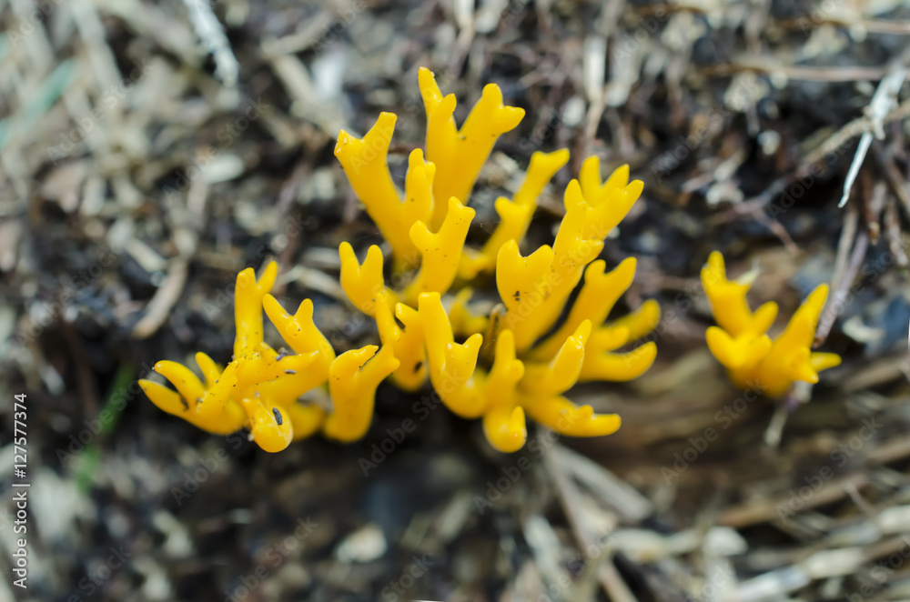 Fototapeta premium Coral Mushroom in forest