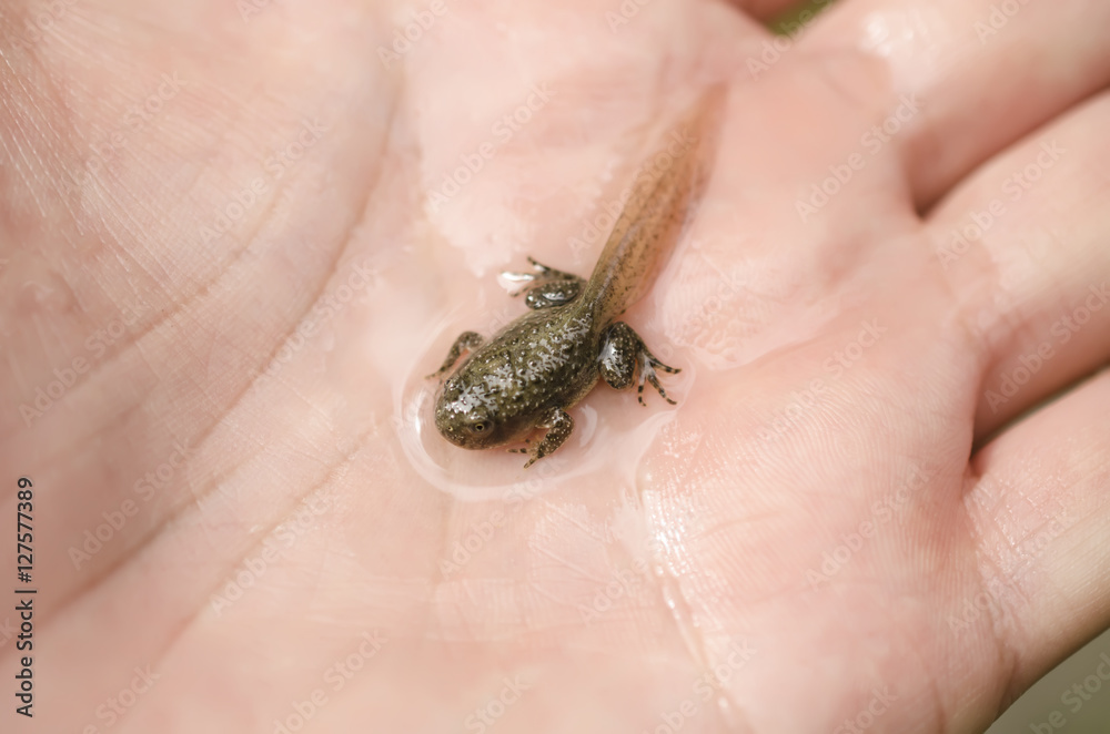 Fototapeta premium froglet or young common frog on hand