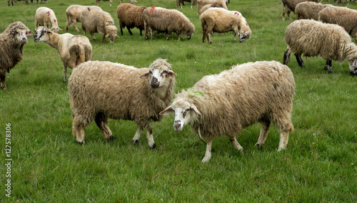 Sheep grazing on a meadow, on a cloudy day