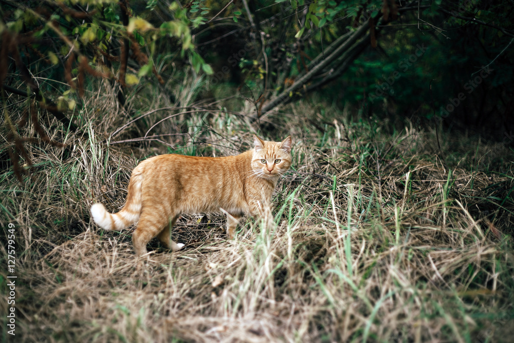 Wild ginger cat in the woods Wild ginger cat in the woods