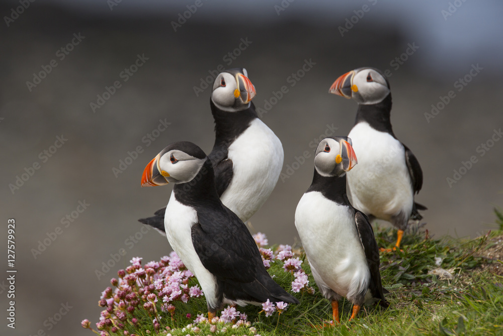 Fototapeta premium Puffin group shot