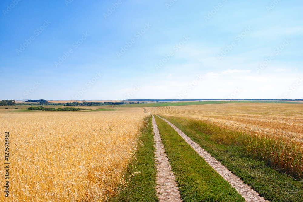 Golden wheat field on blue cloudy sky background. Country road Golden wheat field on blue cloudy sky background. Country road
