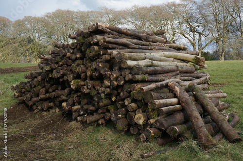 Oak trees for firewood.