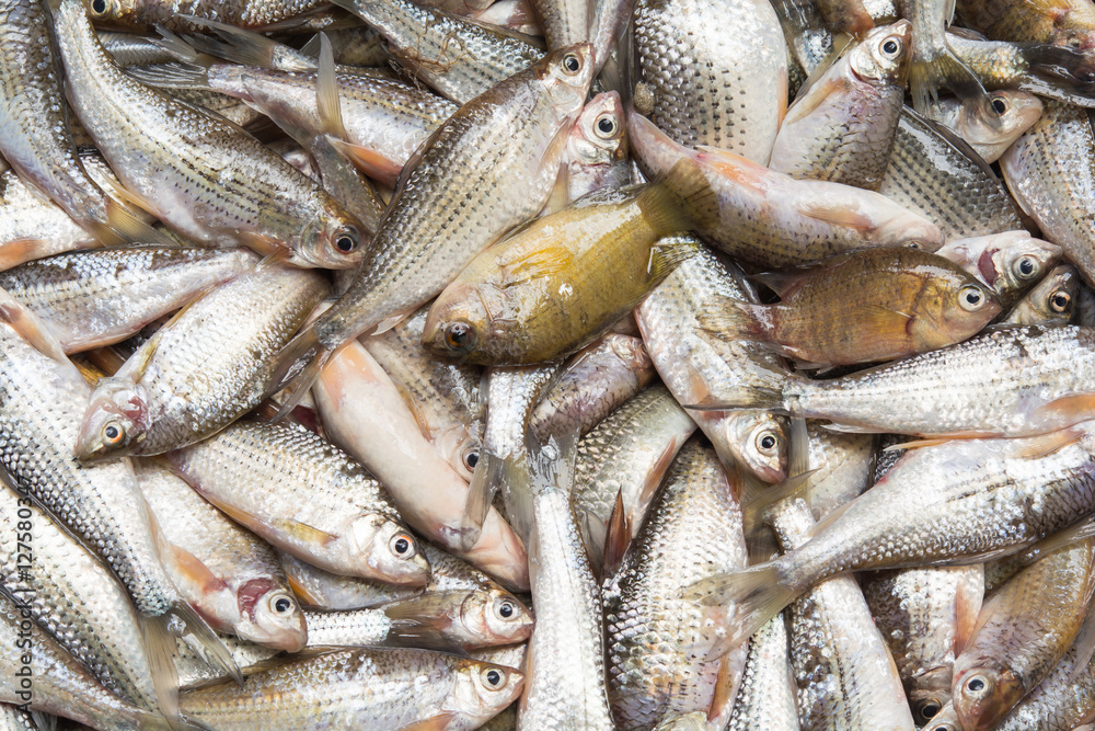 freshwater fish from natural freshwater fish from natural