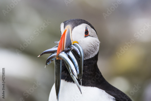 Puffin with fish
