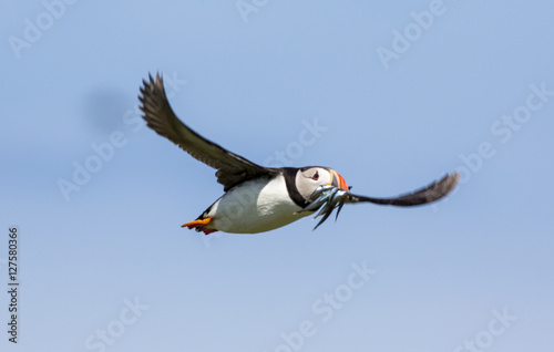 Puffin in flight