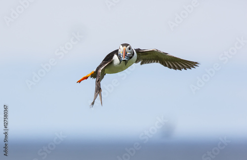 Puffin in flight