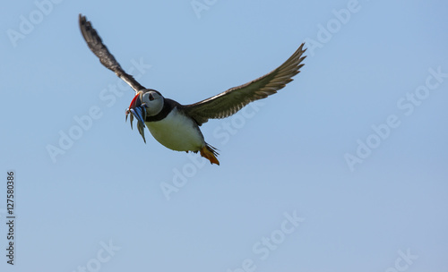 Puffin in flight