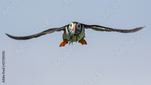 Puffin in flight
