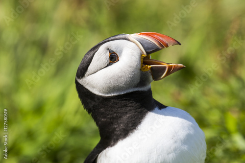 Singing puffin