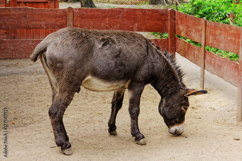donkey in zoo