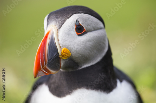 Puffin head shot