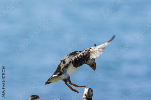 Incoming Puffin