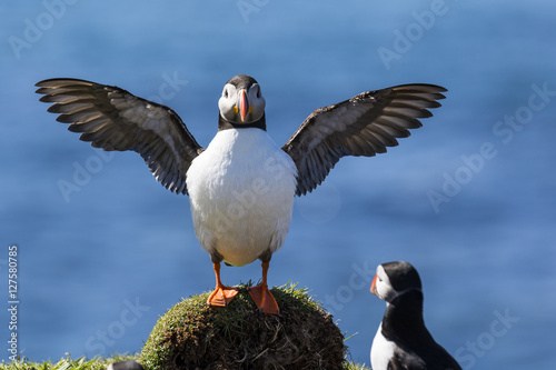 Puffin of the north