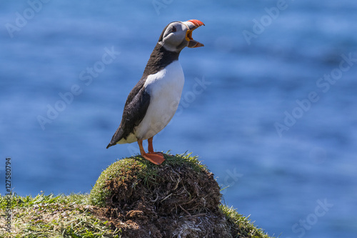 Puffin squawk