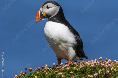 Puffin on flowers