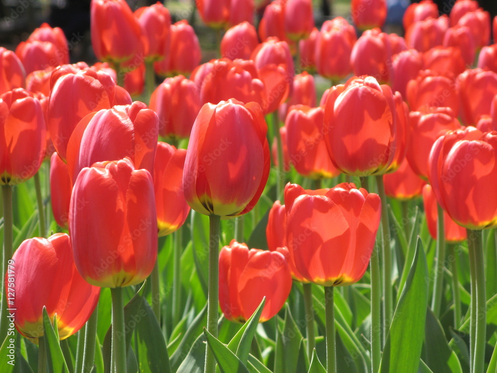 Fototapeta premium Tulips in spring sunshine