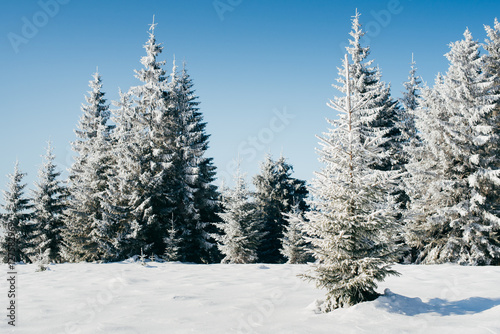 Snow covered fir-trees in winter forest