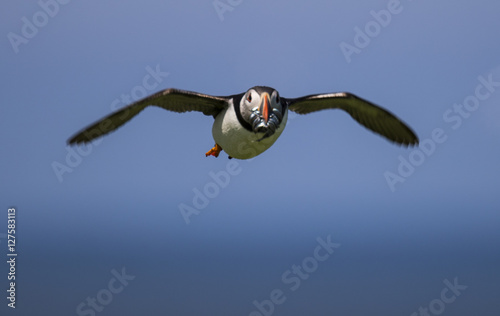 Puffin in flight