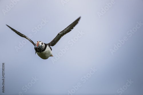 Puffin flying