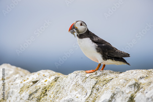 whitewall Puffin