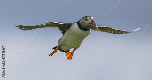 Puffin in flight