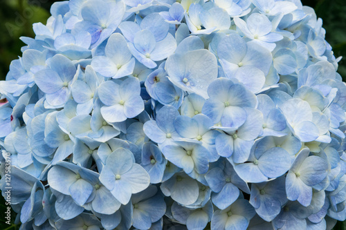 Blue hydrangea close up in a park of flowers at a garden flowerbed  © Anastasiia