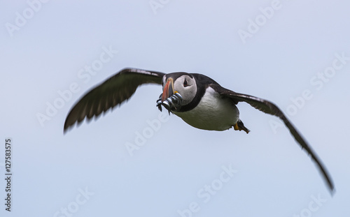Puffin in flight