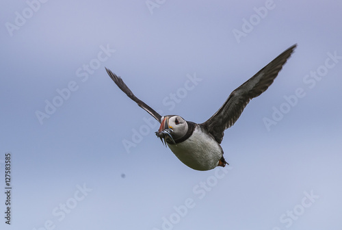 Puffin in flight
