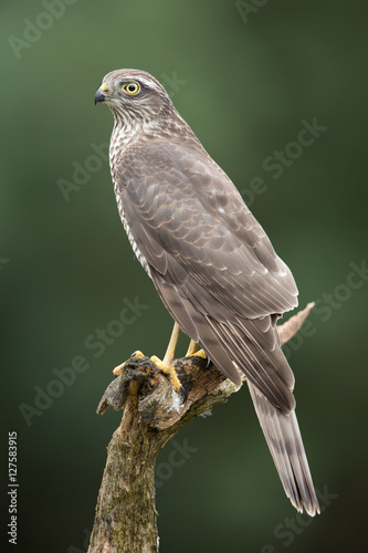 European Sparrowhawk