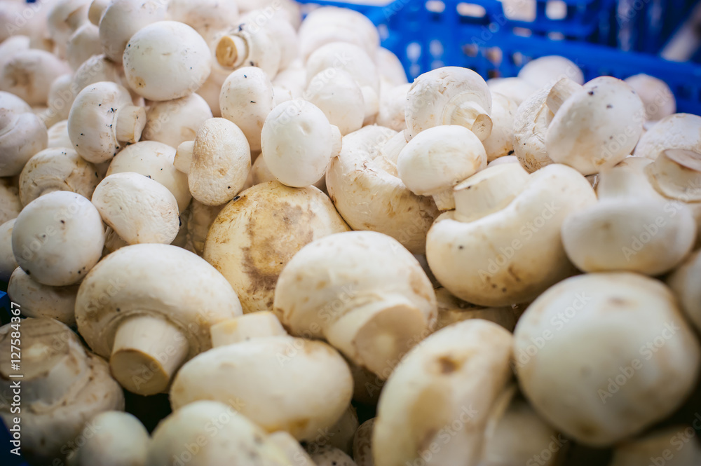 champignon mushrooms on display. a lot of fresh raw mushroom heap lies on the shelves champignon mushrooms on display. a lot of fresh raw mushroom heap lies on the shelves