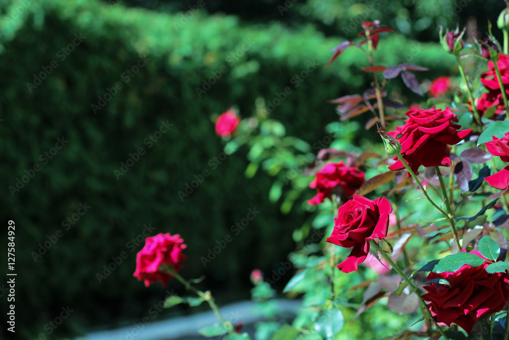 Roses on  blurred background of green. Sunlight on flowers