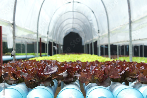 Konstfotografi Fresh butterhead salad lettuce