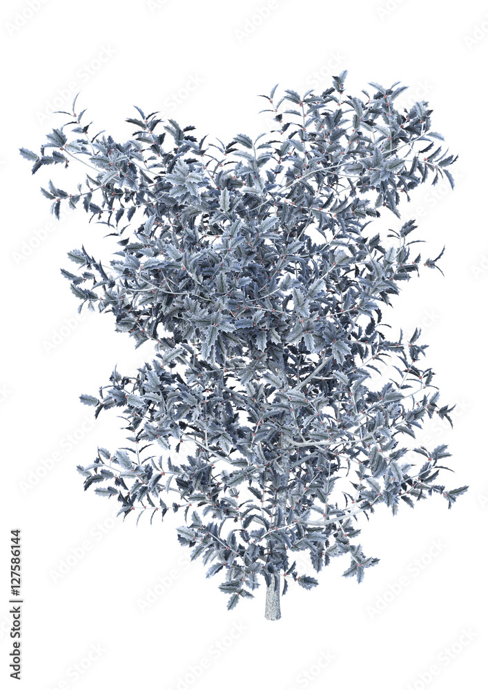 3D Rendering Holly Bush on White 3D Rendering Holly Bush on White