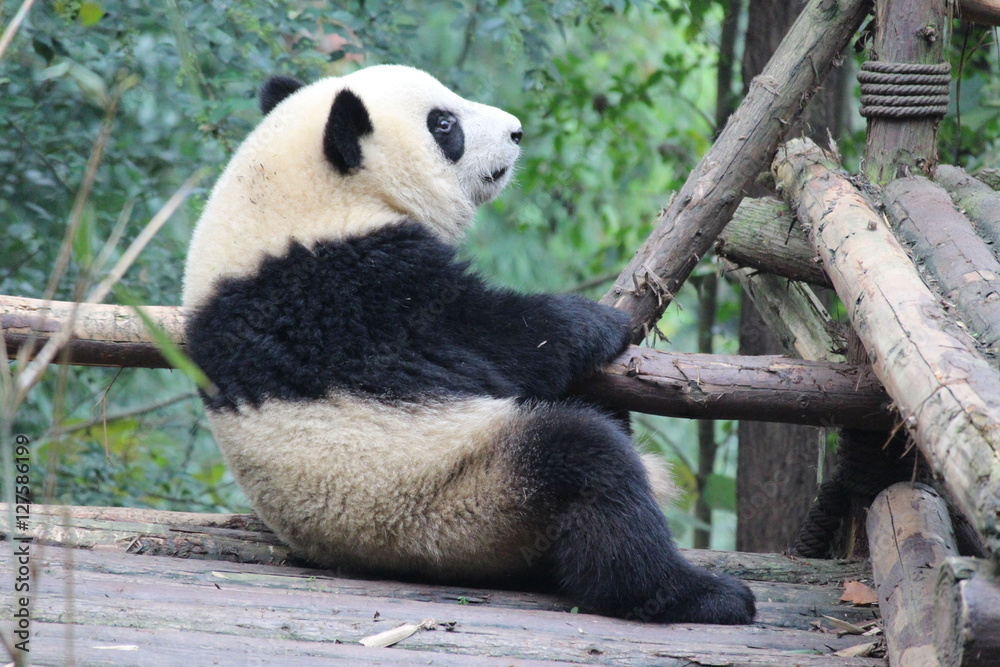 Fototapeta premium Baby Panda